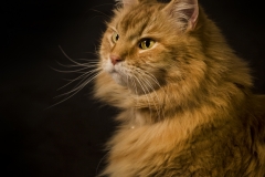 Portfolio_11
